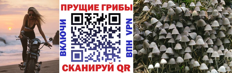 Псилоцибиновые грибы MAGIC MUSHROOMS  Купить закладки  Мезень 